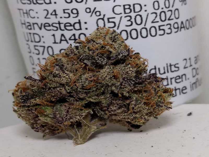 gelato strain